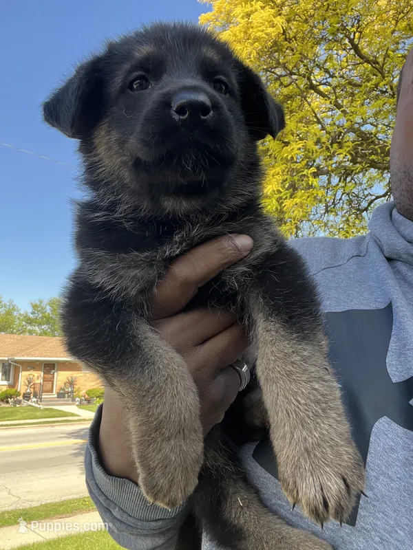 AKC Ms Pinky  – German Shepherd Dog puppy for sale in Berkeley, IL