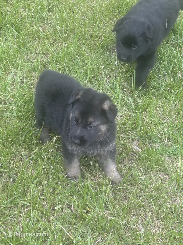 AKC Mr Green – German Shepherd Dog puppy for sale in Berkeley, IL