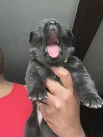 AKC Mellow Yellow , a female German Shepherd Dog for sale in Berkeley, IL – Photo 2 of 10