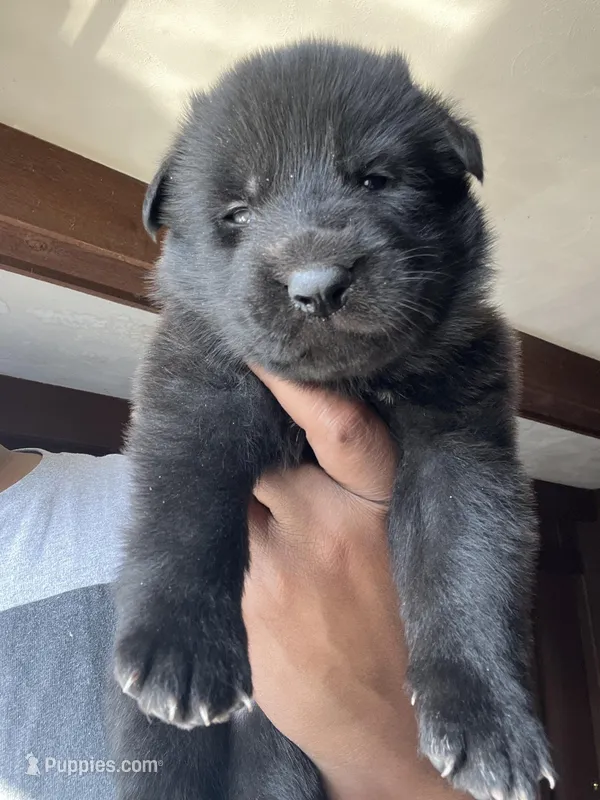 AKC Mellow Yellow  – German Shepherd Dog puppy for sale in Berkeley, IL