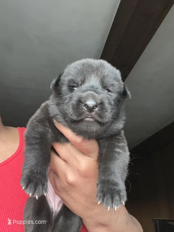 AKC Mellow Yellow  – German Shepherd Dog puppy for sale in Berkeley, IL