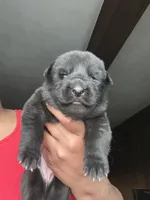 AKC Mellow Yellow , a female German Shepherd Dog for sale in Berkeley, IL – Photo 1 of 10