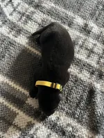 Mellow Yellow , a female German Shepherd Dog for sale in Berkeley, IL – Photo 4 of 5