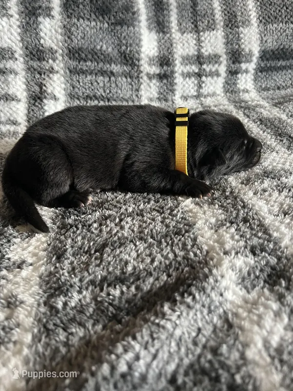 Mellow Yellow  – German Shepherd Dog puppy for sale in Berkeley, IL