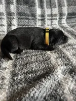 Mellow Yellow , a female German Shepherd Dog for sale in Berkeley, IL – Photo 3 of 5