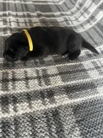 AKC Mellow Yellow , a female German Shepherd Dog for sale in Berkeley, IL – Photo 6 of 7