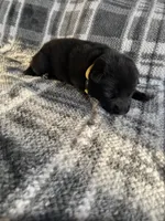 AKC Mellow Yellow , a female German Shepherd Dog for sale in Berkeley, IL – Photo 5 of 10