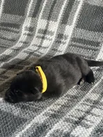 AKC Mellow Yellow , a female German Shepherd Dog for sale in Berkeley, IL – Photo 5 of 7