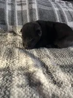 AKC Mellow Yellow , a female German Shepherd Dog for sale in Berkeley, IL – Photo 7 of 10