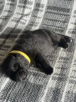 AKC Mellow Yellow , a female German Shepherd Dog for sale in Berkeley, IL – Photo 7 of 7