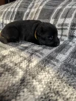 AKC Mellow Yellow , a female German Shepherd Dog for sale in Berkeley, IL – Photo 8 of 10