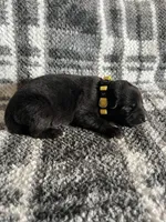 Mellow Yellow , a female German Shepherd Dog for sale in Berkeley, IL – Photo 5 of 5