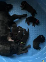 AKC Mellow Yellow , a female German Shepherd Dog for sale in Berkeley, IL – Photo 10 of 10