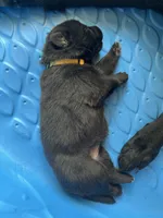 AKC Mellow Yellow , a female German Shepherd Dog for sale in Berkeley, IL – Photo 4 of 10