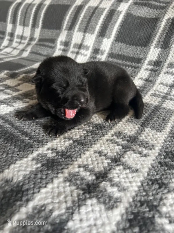 AKC Mellow Yellow  – German Shepherd Dog puppy for sale in Berkeley, IL