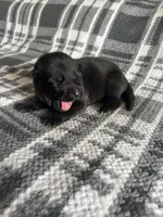 AKC Mellow Yellow , a female German Shepherd Dog for sale in Berkeley, IL – Photo 1 of 7