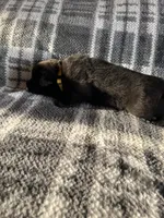 AKC Mellow Yellow , a female German Shepherd Dog for sale in Berkeley, IL – Photo 6 of 10