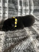 Mellow Yellow , a female German Shepherd Dog for sale in Berkeley, IL – Photo 2 of 5