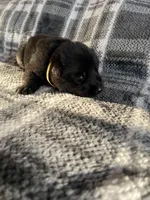 AKC Mellow Yellow , a female German Shepherd Dog for sale in Berkeley, IL – Photo 9 of 10