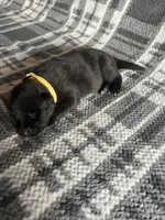 AKC Mellow Yellow , a female German Shepherd Dog for sale in Berkeley, IL – Photo 3 of 7