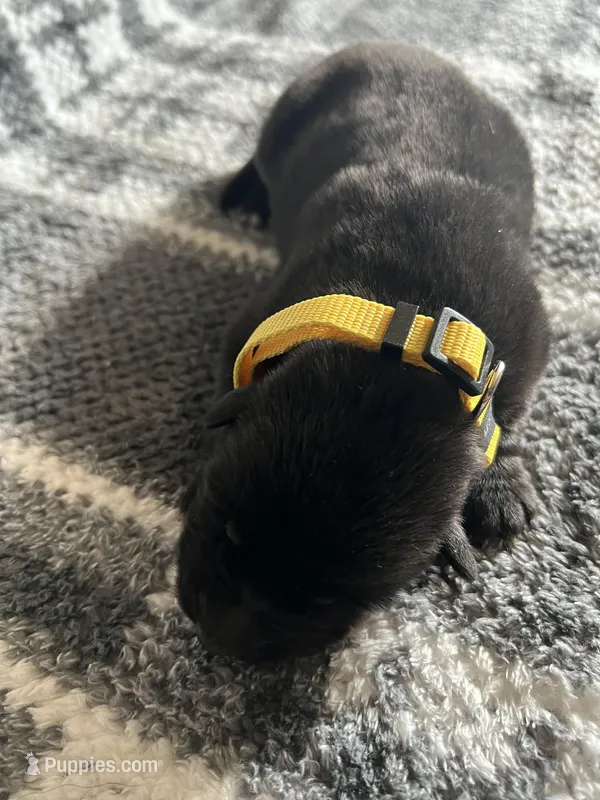 Mellow Yellow  – German Shepherd Dog puppy for sale in Berkeley, IL