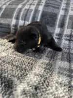 AKC Mellow Yellow , a female German Shepherd Dog for sale in Berkeley, IL – Photo 3 of 10