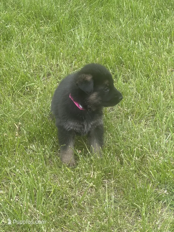 AKC Ms Pinky  – German Shepherd Dog puppy for sale in Berkeley, IL