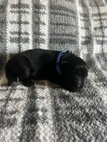 Blue , a male German Shepherd Dog for sale in Berkeley, IL – Photo 1 of 5