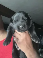 AKC Blue , a male German Shepherd Dog for sale in Berkeley, IL – Photo 2 of 10