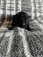 Blue , a male German Shepherd Dog for sale in Berkeley, IL – Photo 2 of 5