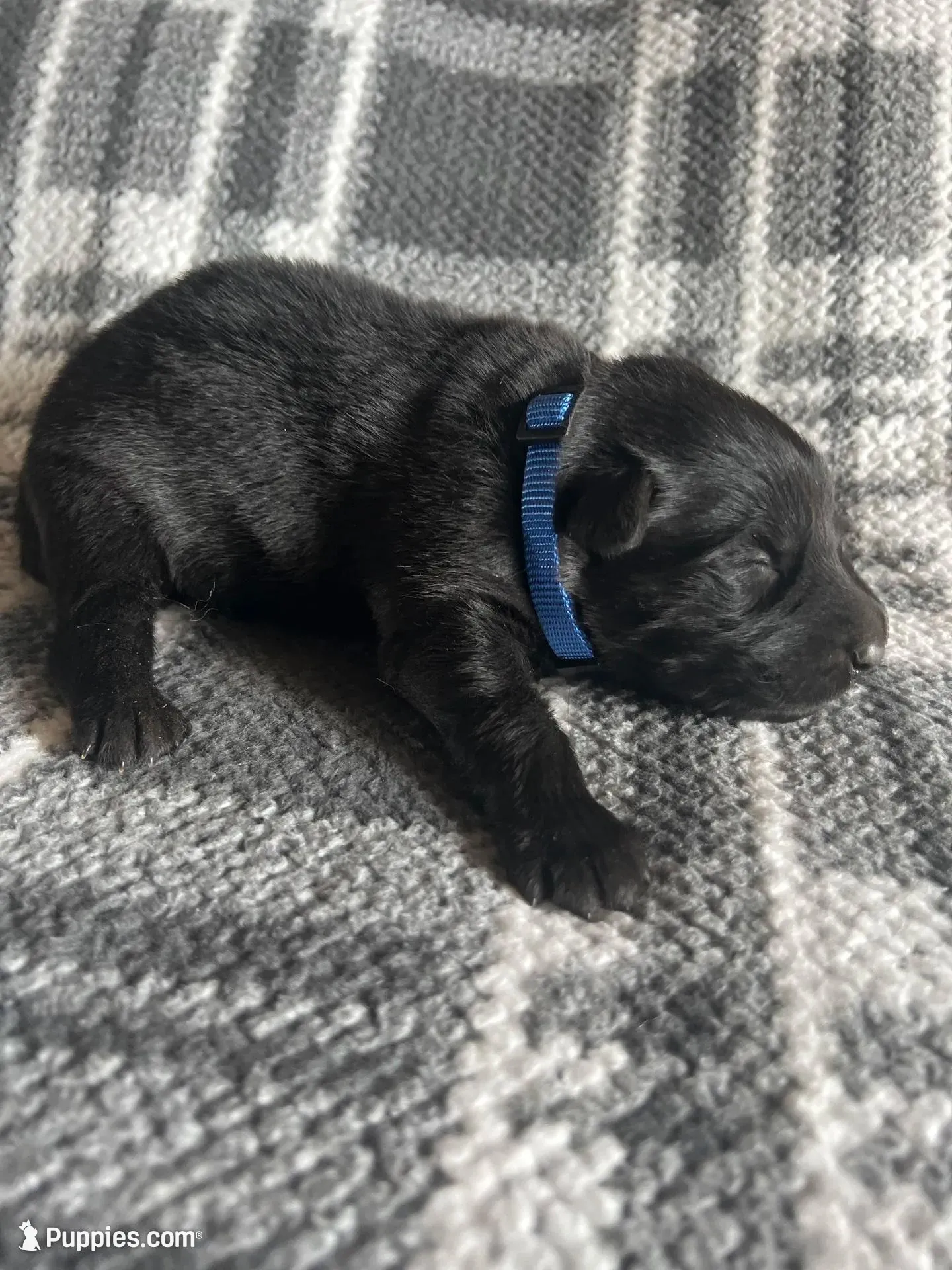 AKC Blue , a male German Shepherd Dog for sale in Berkeley, IL – Photo 1 of 5