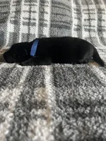 Blue , a male German Shepherd Dog for sale in Berkeley, IL – Photo 4 of 5