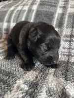 AKC Blue , a male German Shepherd Dog for sale in Berkeley, IL – Photo 7 of 10