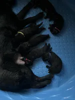 AKC Blue , a male German Shepherd Dog for sale in Berkeley, IL – Photo 9 of 10