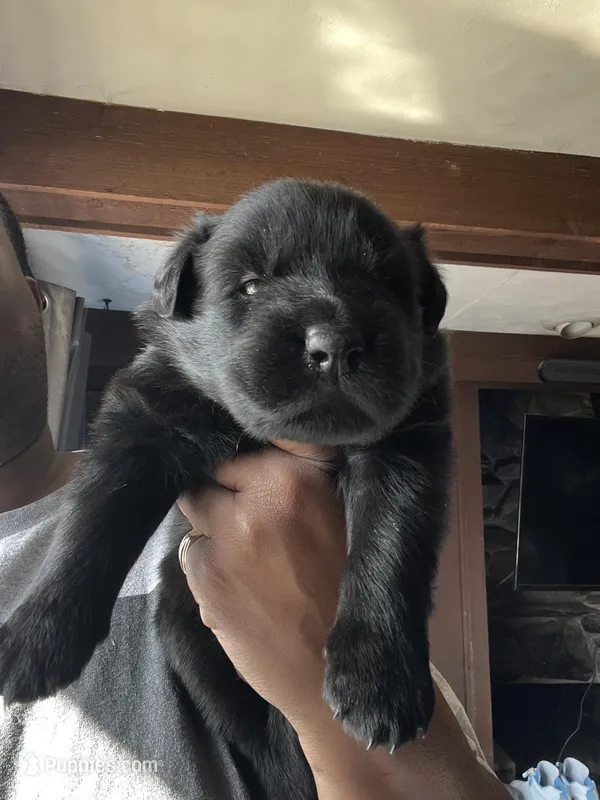 AKC Blue  – German Shepherd Dog puppy for sale in Berkeley, IL