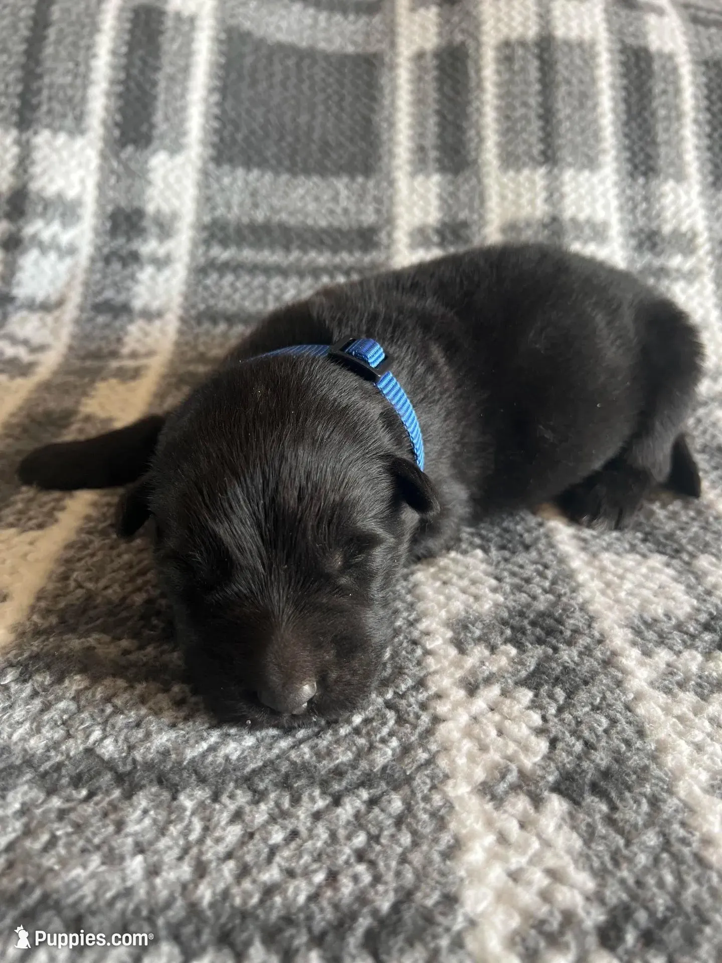 AKC Blue , a male German Shepherd Dog for sale in Berkeley, IL – Photo 5 of 5