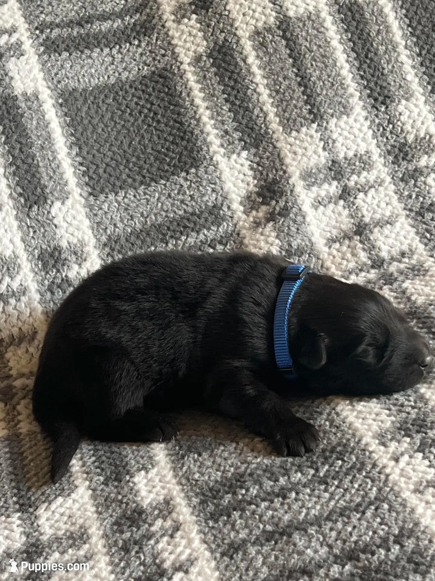 AKC Blue , a male German Shepherd Dog for sale in Berkeley, IL – Photo 3 of 5