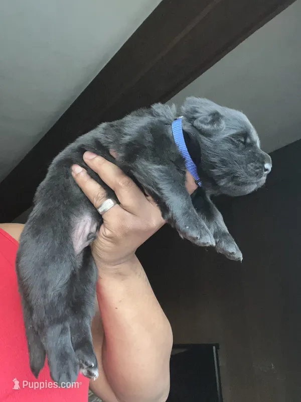 AKC Blue  – German Shepherd Dog puppy for sale in Berkeley, IL