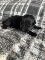 AKC Blue , a male German Shepherd Dog for sale in Berkeley, IL – Photo 5 of 10