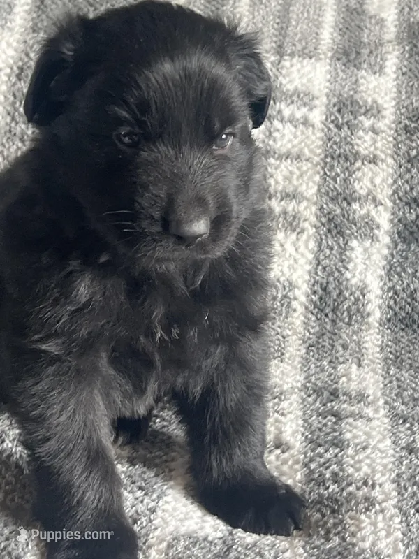 AKC Blue  – German Shepherd Dog puppy for sale in Berkeley, IL