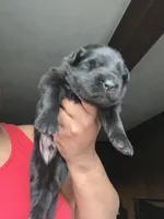 AKC Blue , a male German Shepherd Dog for sale in Berkeley, IL – Photo 10 of 10