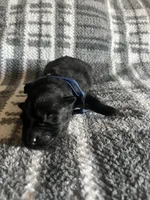 Blue , a male German Shepherd Dog for sale in Berkeley, IL – Photo 3 of 5