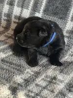 AKC Blue , a male German Shepherd Dog for sale in Berkeley, IL – Photo 4 of 10