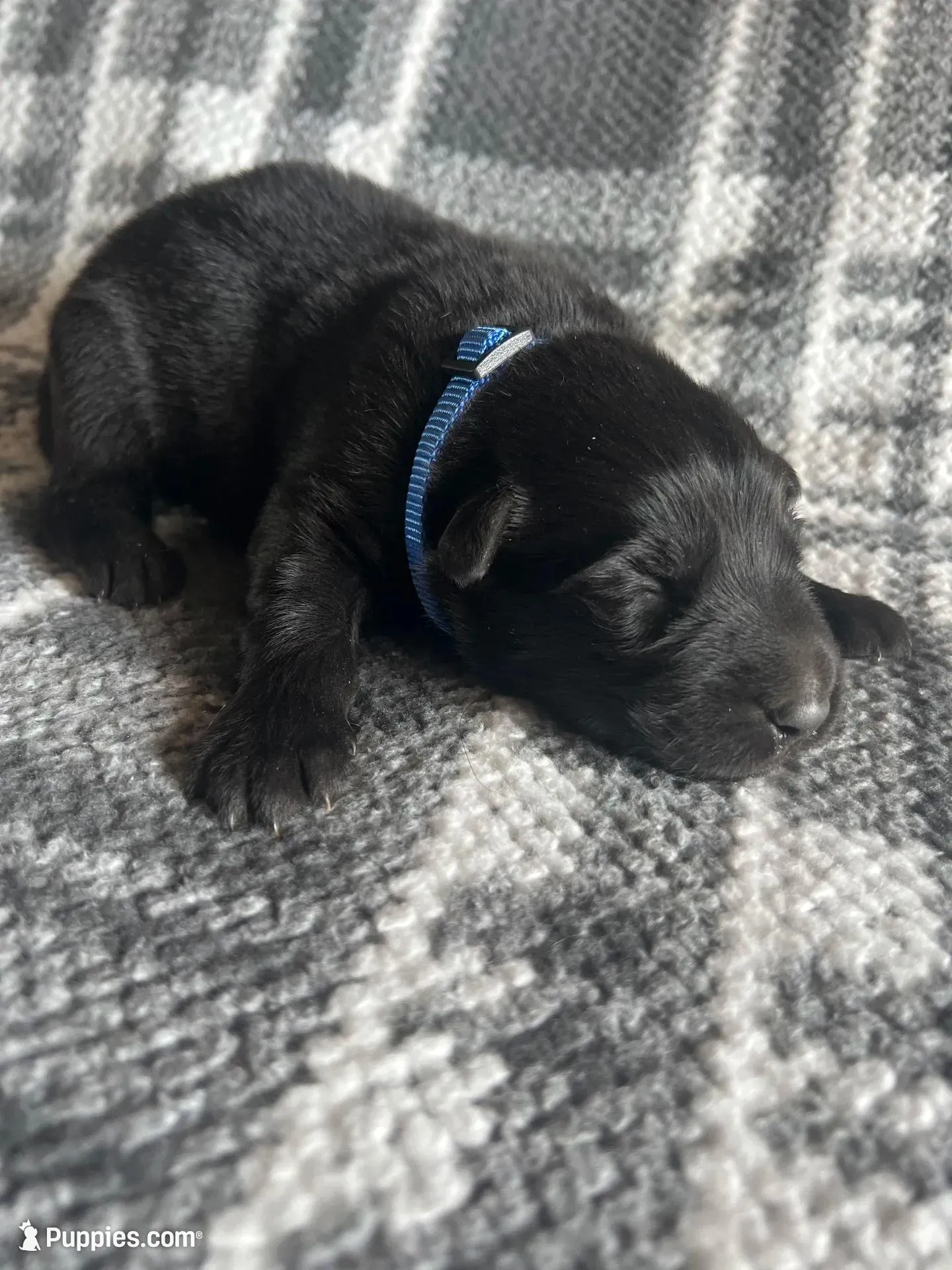 AKC Blue , a male German Shepherd Dog for sale in Berkeley, IL – Photo 2 of 5