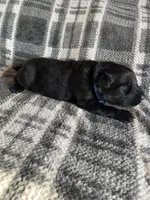 AKC Blue , a male German Shepherd Dog for sale in Berkeley, IL – Photo 3 of 10