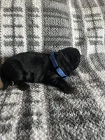 Blue , a male German Shepherd Dog for sale in Berkeley, IL – Photo 5 of 5