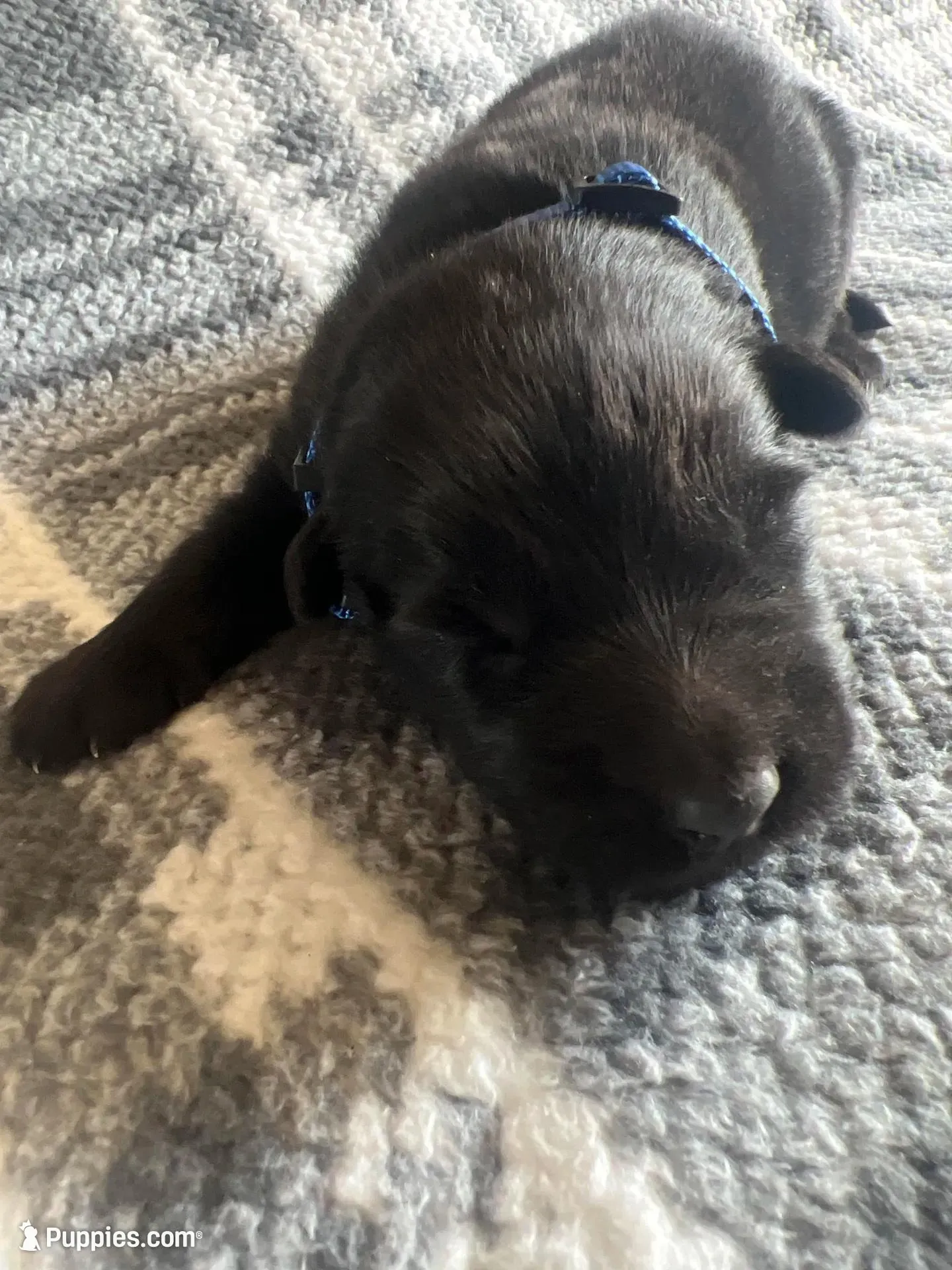 AKC Blue , a male German Shepherd Dog for sale in Berkeley, IL – Photo 4 of 5