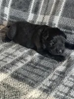 AKC Blue , a male German Shepherd Dog for sale in Berkeley, IL – Photo 8 of 10