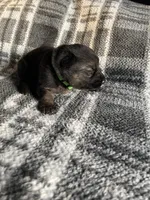 AKC Mr Green, a male German Shepherd Dog for sale in Berkeley, IL – Photo 8 of 10