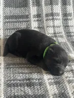 AKC Mr Green, a male German Shepherd Dog for sale in Berkeley, IL – Photo 3 of 5